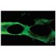 NALP1 Antibody (Nalpy1-4) - Immunofluorescence - Image 67463 