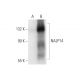 NALP14 Antibody (H-10) - Western Blotting - Image 300570 