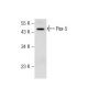 Pax-5 (N-19): sc-1975. Western blot analysis of Pax-5 expression in NAMALWA whole cell lysate. 