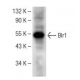 Blr1 Antibody (C-3) - Western Blotting - Image 147811
