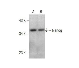 Nanog Antibody (A-11) - Western Blotting - Image 351966 