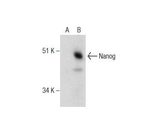 Nanog Antibody (H-2) - Western Blotting - Image 281976 