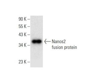 Nanos2 Antibody (A-8) - Western Blotting - Image 299015
