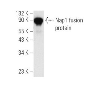 Nap1 Antibody (D-2) - Western Blotting - Image 6517