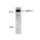 NAP1L1 Antibody (2609C3a) - Western Blotting - Image 285067