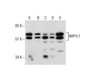 NAP1L1 Antibody (2609C3a) - Western Blotting - Image 285758 