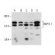 NAP1L1 Antibody (2609C3a) - Western Blotting - Image 285758 
