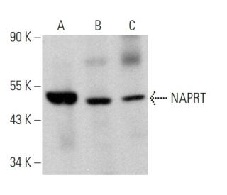 NAPRT Antibody (D-8) - Western Blotting - Image 367406 