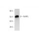 NARFL Antibody (E-7) - Western Blotting - Image 314216