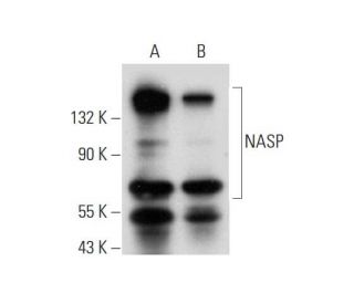 NASP Antibody (A-6) - Western Blotting - Image 304321 