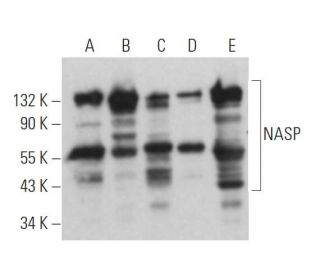 NASP Antibody (A-6) - Western Blotting - Image 366067