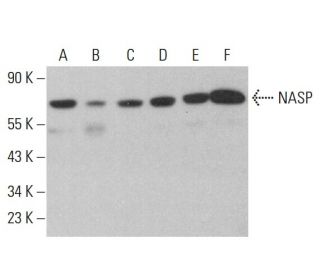 NASP Antibody (A-7) - Western Blotting - Image 382362 