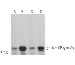 Na<sup>+</sup> CP type Vα Antibody (H-10) - Western Blotting - Image 382692Each CRISPR/Cas9 Knockout (KO) Plasmid product consists of a pool of 3 plasmids designed to ensure identification and cleavage of a specific gene for maximum knockout efficiency. Each plasmid encodes a unique 20 nt sequence derived from the GeCKO (v2) library.