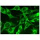 NAT-1/2 Antibody (A-1) - Immunofluorescence - Image 300855 