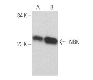 NBK Antibody (H-1) - Western Blotting - Image 356155 