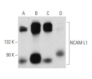 NCAM-L1 Antibody (2Q789) - Western Blotting - Image 358450 