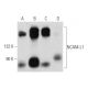 NCAM-L1 Antibody (2Q789) - Western Blotting - Image 358450 