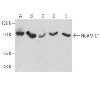 NCAM-L1 Antibody (D-5) - Western Blotting - Image 358451 