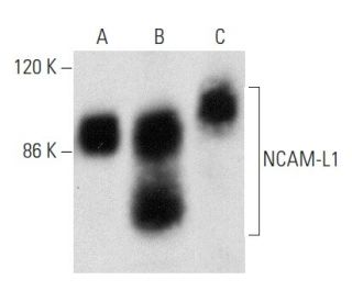 NCAM-L1 Antibody (UJ127.11) - Western Blotting - Image 358448 