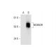 NCB5OR Antibody (D-2) - Western Blotting - Image 289553 