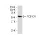 NCB5OR Antibody (L-7) - Western Blotting - Image 33903