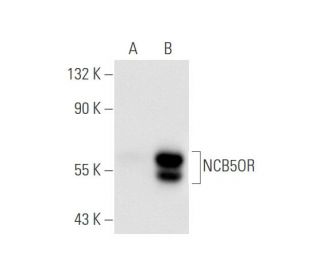 NCB5OR Antibody (L-7) - Western Blotting - Image 67542 