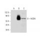 NCDN Antibody (B-3) - Western Blotting - Image 308080