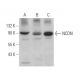 NCDN Antibody (B-3) - Western Blotting - Image 370097 