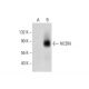 NCDN Antibody (F-12) - Western Blotting - Image 307997