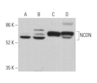 NCDN Antibody (F-12) - Western Blotting - Image 374020 