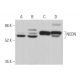 NCDN Antibody (F-12) - Western Blotting - Image 374020 