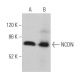 NCDN Antibody (F-12) - Western Blotting - Image 374629 