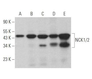 NCK1/2 Antibody (G-12) - Western Blotting - Image 363137 