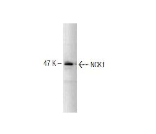 NCK1 Antibody (108) - Western Blotting - Image 127494