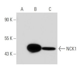 NCK1 Antibody (20B.1H9) - Western Blotting - Image 40842 