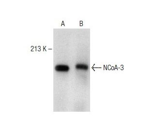 NCoA-3 Antibody (6D102) - Western Blotting - Image 149602