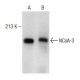 NCoA-3 Antibody (6D102) - Western Blotting - Image 149602