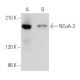 NCoA-3 Antibody (B-3) - Western Blotting - Image 357719 