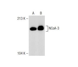 NCoA-3 Antibody (E-11) - Western Blotting - Image 149050 