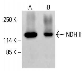 NDH II Antibody (B-5) - Western Blotting - Image 413497 