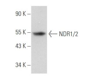 NDR1/2 Antibody (E-2) - Western Blotting - Image 357685