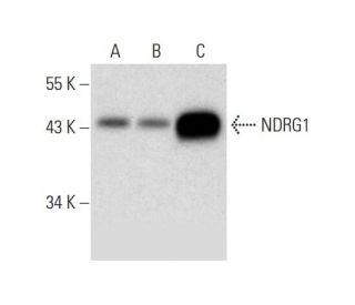 NDRG1 Antibody (A-5) - Western Blotting - Image 309602 