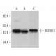 NDRG1 Antibody (A-5) - Western Blotting - Image 363462 