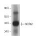NDRG1 Antibody (A-5) - Western Blotting - Image 363473