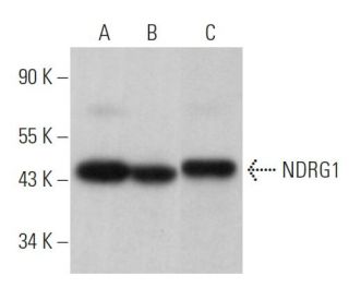 NDRG1 Antibody (A-5) - Western Blotting - Image 363462