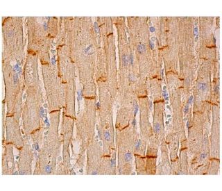 NDRG4 Antibody (B-10) - Immunohistochemistry - Image 343922 