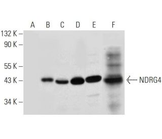 NDRG4 Antibody (C-8) - Western Blotting - Image 314042 