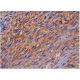 NDST Antibody (E-9) - Immunohistochemistry - Image 286460 