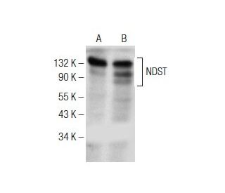 NDST Antibody (E-9) - Western Blotting - Image 151018 