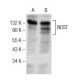 NDST Antibody (E-9) - Western Blotting - Image 151018 